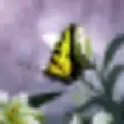 Icon of program: Butterflies World Screens…