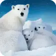 Icon of program: New Polar Bear Wallpaper