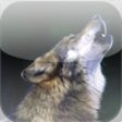Icon of program: Wild Calls