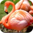 Icon of program: Flamingo wallpaper 4K