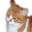 Icon of program: NekoOnDesktop