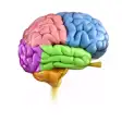 Icon of program: Human Brain - Neuroanatom…