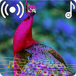Icon of program: Peacock Sounds Ringtone