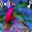 Icon of program: Peacock Sounds Ringtone