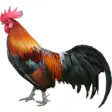 Icon of program: Chicken Sounds