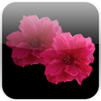 Lovely Red Sakura Live Wallpaper icon