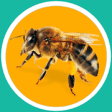 Icon of program: Bee Sound Prank