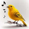 Icon of program: Bird Calls, Sounds & Ring…