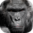 Icon of program: Real Gorilla vs Zombies -…