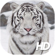Icono de programa: White Tiger Wallpaper HD