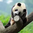 Icon of program: Cute Panda Live Wallpaper