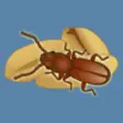 Icon of program: Insects in Stored Grain