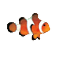 Icono de programa: Clownfish for Skype (Debi…