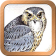 Icono de programa: Druid Oracle Cards