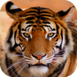 Icono de programa: Tiger Sounds