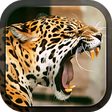 Icono de programa: Leopard Live Wallpaper