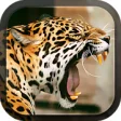Icon of program: Leopard Live Wallpaper