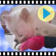 Icon of program: Foto Slideshow for Window…
