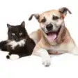 Icon of program: Cats And Dogs Encyclopedi…