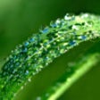 Icon of program: Medicinal Plants for iPho…