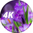 Icon of program: Wallpaper with flowers