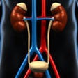 Icon of program: Human Body : Genitourinar…