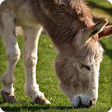 Icon of program: Donkey Sounds Ringtones