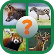 Icono de programa: Animal Planet