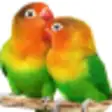 Icon of program: Parrot HD Wallpapers
