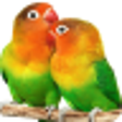 Icono de programa: Parrot HD Wallpapers
