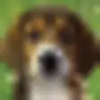Icon of program: Puppy Beagle Live Wallpap…