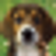 Icon of program: Puppy Beagle Live Wallpap…