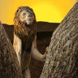 Icon of program: Wild Lion Survival Simula…