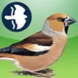 Icon of program: Birds of Britain and Irel…