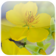 Icon of program: Mai Flower Live wallpaper